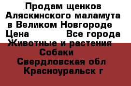 Продам щенков Аляскинского маламута в Великом Новгороде › Цена ­ 5 000 - Все города Животные и растения » Собаки   . Свердловская обл.,Красноуральск г.